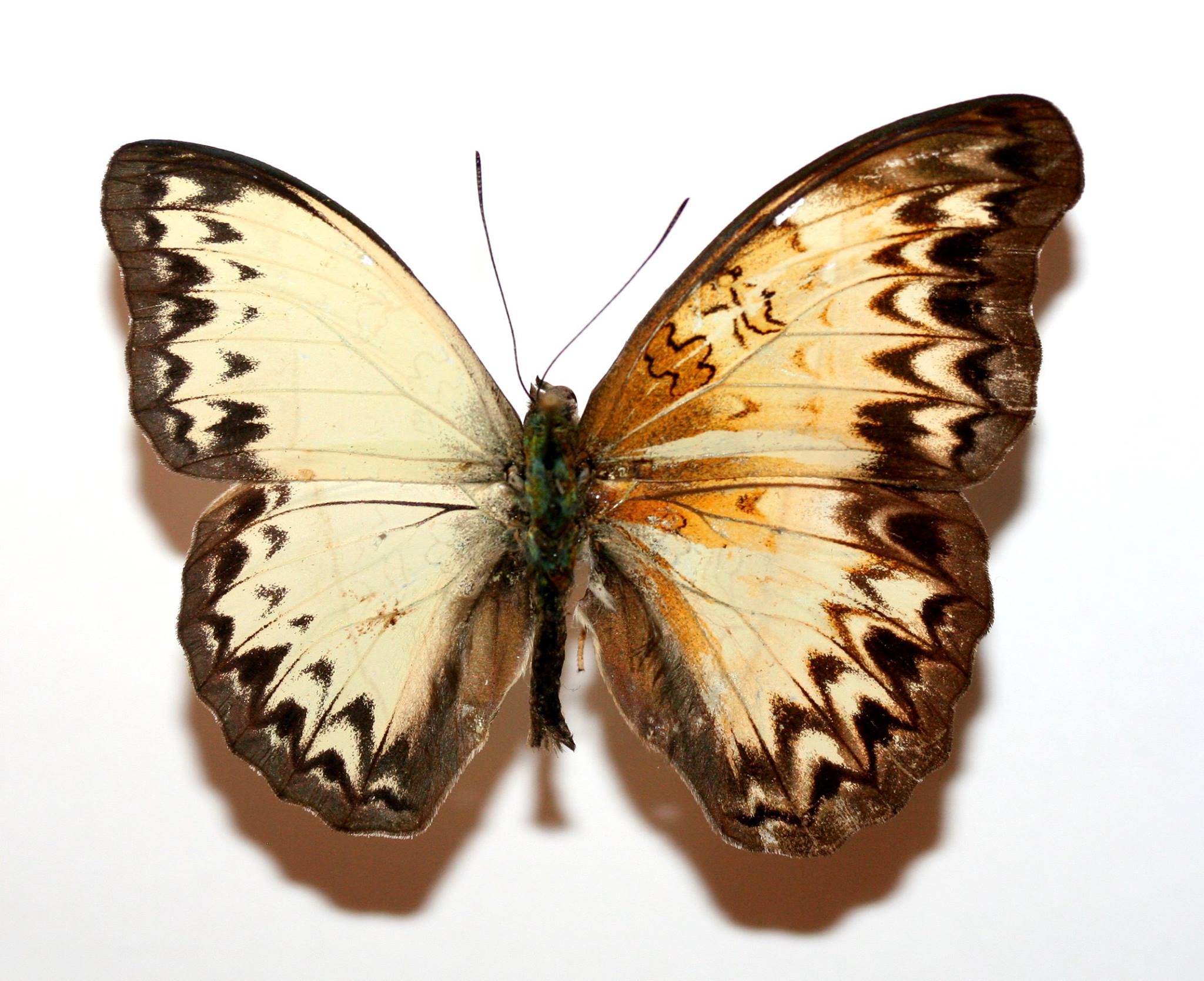 Cymothoe caenis (bilateral gynandromorph) (Internet Image property of respective owner, non-commercial use only)